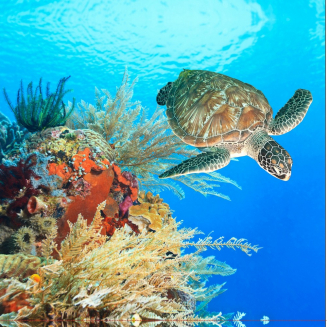 Штора для ванной BRIMIX 02-10 180x200 фотопринт "Гигантская черепаха"