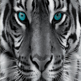 Штора для ванной BRIMIX 02-20 180x200 фотопринт "Тигр"